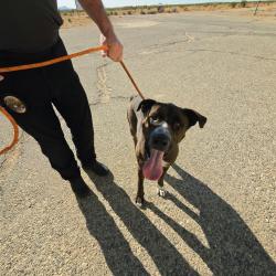Shelter Stray Male Dog last seen , 5000 Lindbergh Blvd, California City, CA 93505, USA
