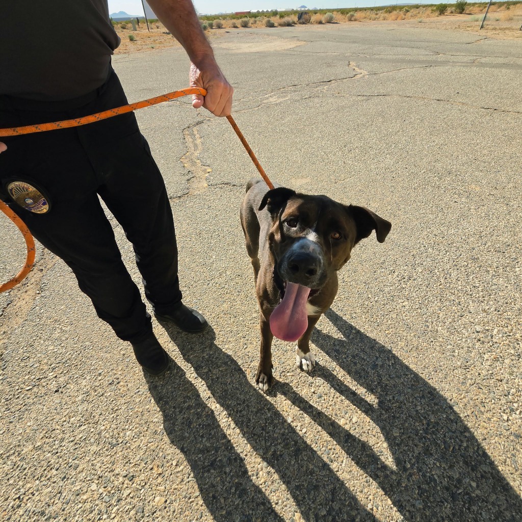 Shelter Stray Male Dog last seen , 5000 Lindbergh Blvd, California City, CA 93505, USA