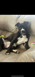 Lost Female Dog last seen Near south Dallas Ave Moore, Moore, OK 73160