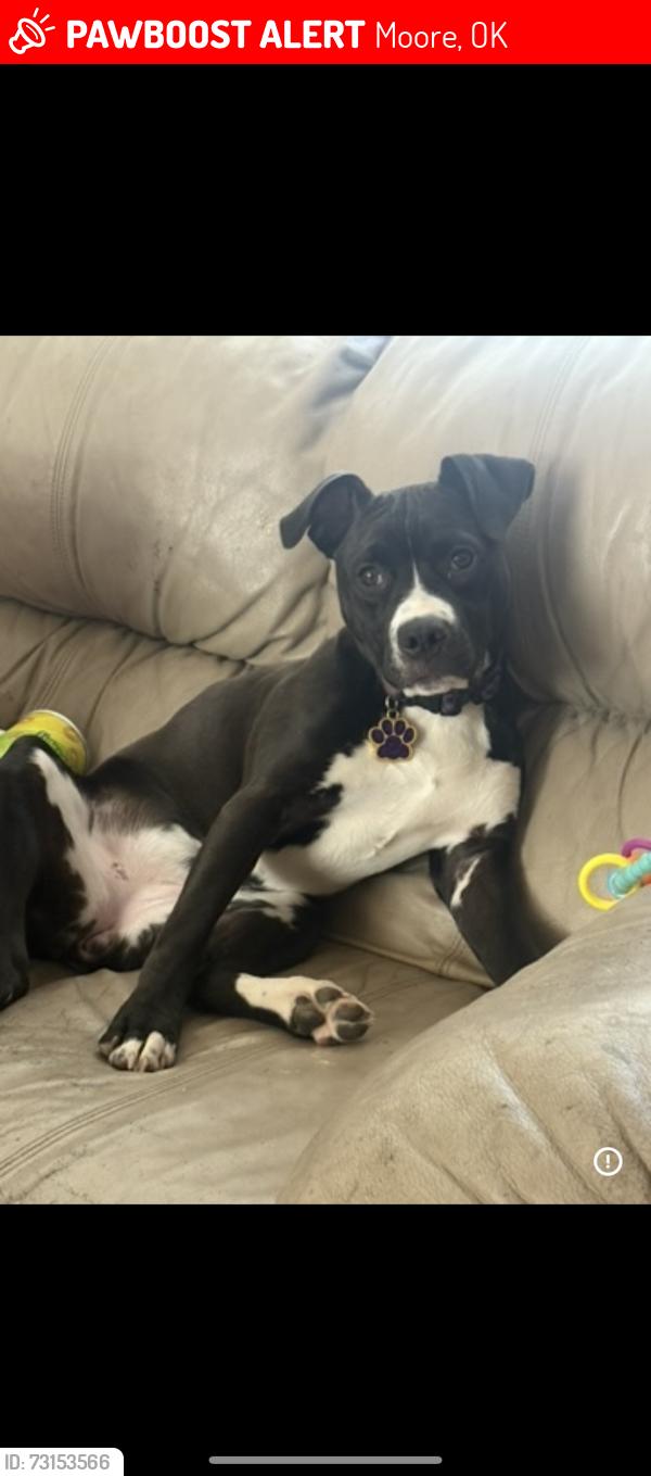 Lost Female Dog last seen Near south Dallas Ave Moore, Moore, OK 73160