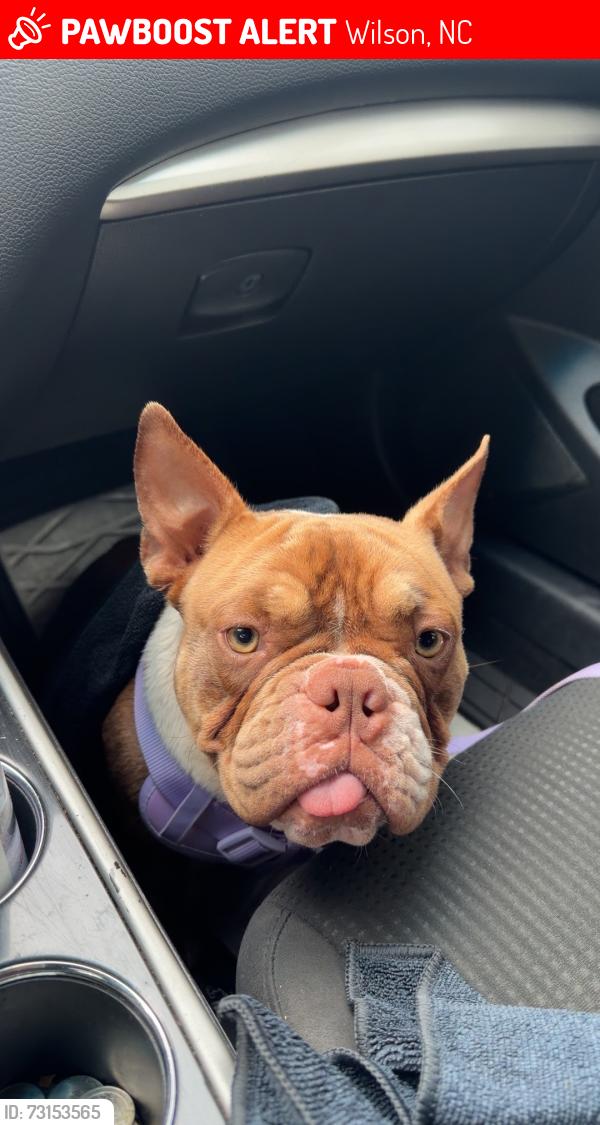 Lost Female Dog last seen Old stantonsburg rd, Wilson, NC 27893