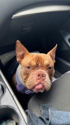 Lost Female Dog last seen Old stantonsburg rd, Wilson, NC 27893