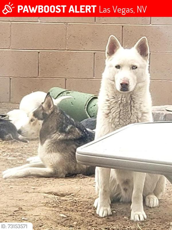 Lost Male Dog last seen lake mead and hollywood, Las Vegas, NV 89156