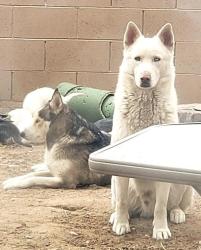 Lost Male Dog last seen lake mead and hollywood, Las Vegas, NV 89156