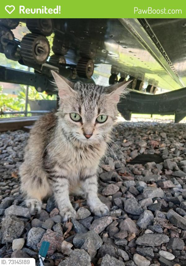 Reunited Female Cat last seen Lester prairie, Minnesota, USA, Lester Prairie, MN 55354