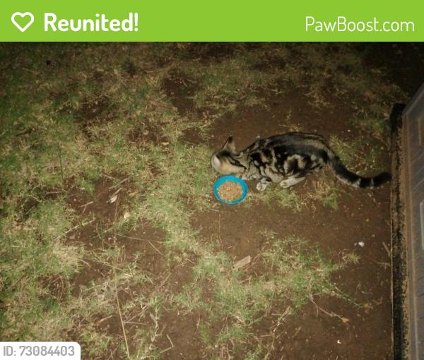 Reunited Female Cat last seen Near chalmette drive, Norman, OK 73071