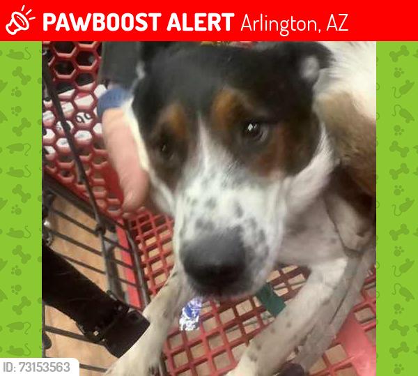 Lost Male Dog last seen highway old 80, Arlington, AZ 85322