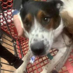 Lost Male Dog last seen highway old 80, Arlington, AZ 85322