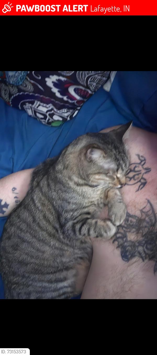 Lost Male Cat last seen State, Lafayette, IN 47905