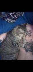 Lost Male Cat last seen State, Lafayette, IN 47905