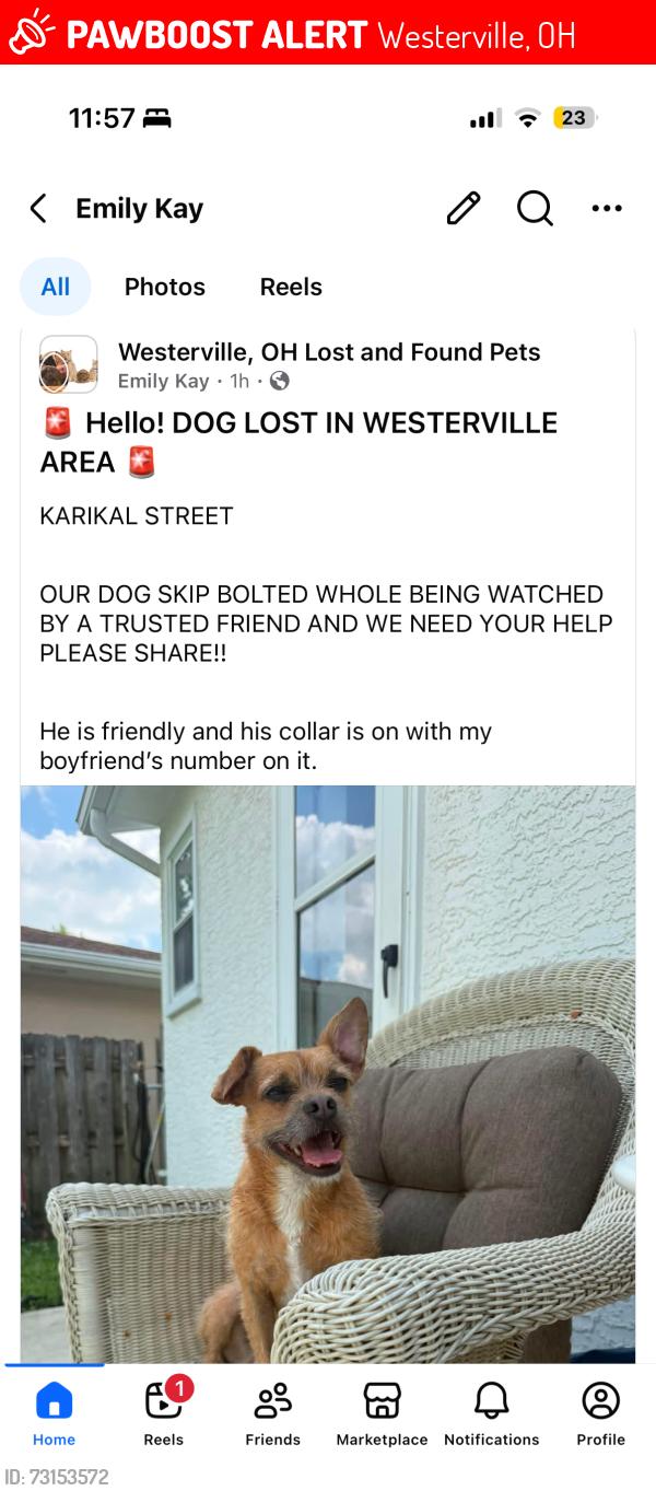 Lost Male Dog last seen Westerville rd, KARIKAL ct, Saigon, Westerville, OH 43081