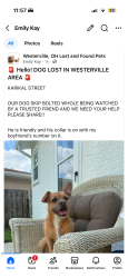 Lost Male Dog last seen Westerville rd, KARIKAL ct, Saigon, Westerville, OH 43081