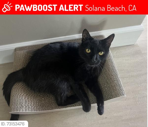 Lost Female Cat last seen North Sierra Ave. near Fletcher Cove, Solana Beach, CA 92075