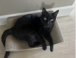 Lost Female Cat last seen North Sierra Ave. near Fletcher Cove, Solana Beach, CA 92075