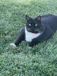 Lost Male Cat last seen DeAnza, San Carlos, CA 94070