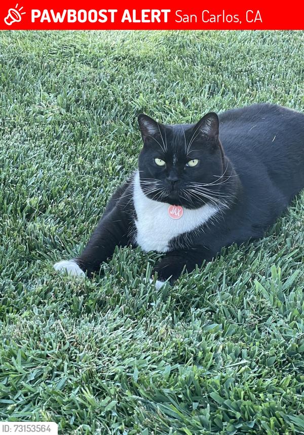 Lost Male Cat last seen DeAnza, San Carlos, CA 94070