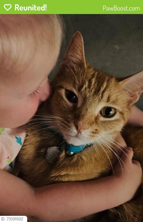 Reunited Male Cat last seen Pinehurst and Kings River Village in Humble/Atascocita Area, Humble, TX 77346