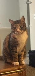 Reunited Female Cat last seen Dequindre and Auburn, Rochester Hills, MI 48307