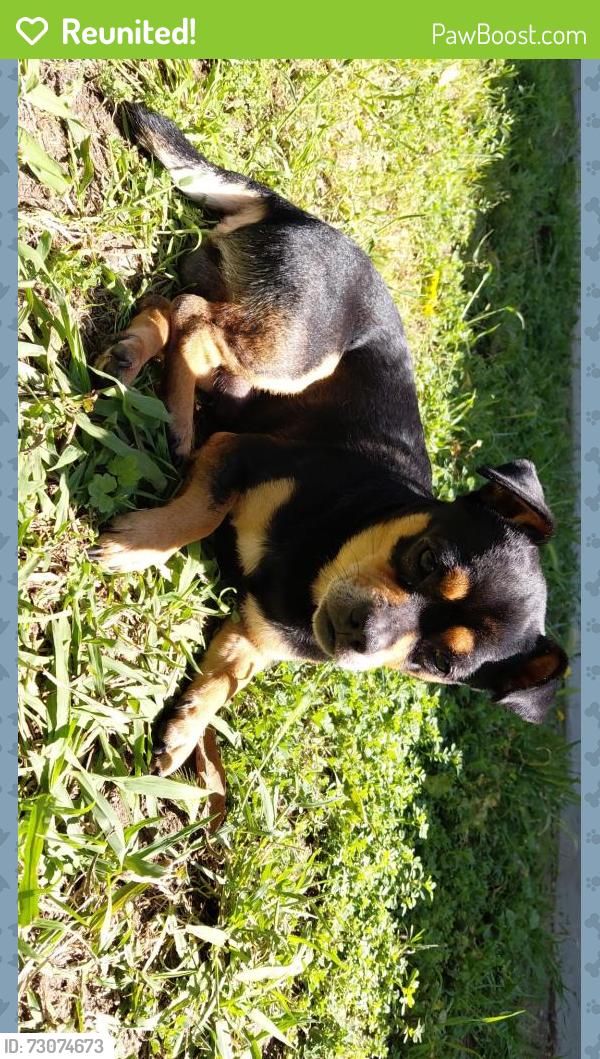 Reunited Male Dog last seen Airport way, Stockton, CA 95205