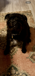 Reunited Male Dog last seen Vinewood court and Terra Alta, San Antonio, TX 78209