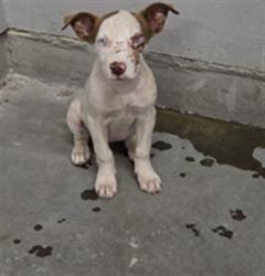 Shelter Stray Female Dog last seen , 600 Aviation Dr, Camarillo, CA 93010, USA
