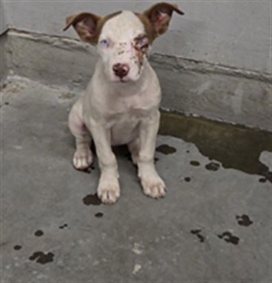 Shelter Stray Female Dog last seen , 600 Aviation Dr, Camarillo, CA 93010, USA