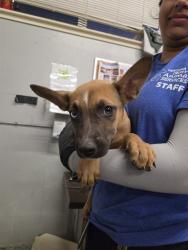 Shelter Stray Female Dog last seen , 600 Aviation Dr, Camarillo, CA 93010, USA