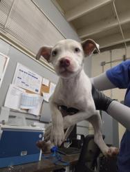 Shelter Stray Female Dog last seen , 600 Aviation Dr, Camarillo, CA 93010, USA