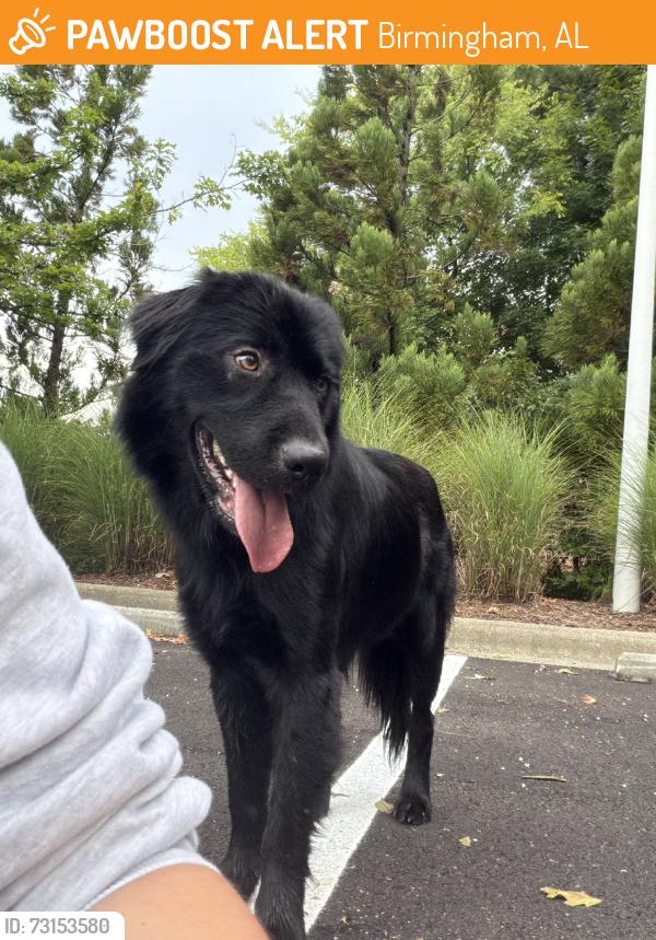 Found/Stray Male Dog last seen Grandview Medical Center, Birmingham, AL 35243