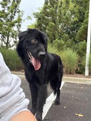 Found/Stray Male Dog last seen Grandview Medical Center, Birmingham, AL 35243