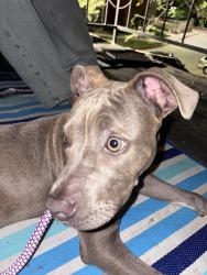 Reunited Female Dog last seen Adanvanced auto parts, Balcones Heights, TX 78201