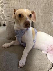 Reunited Male Dog last seen Near the Alamodome, San Antonio, TX 78203