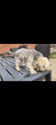 Lost Female Dog last seen Near Franklin street elementary school, Waukegan, IL 60085