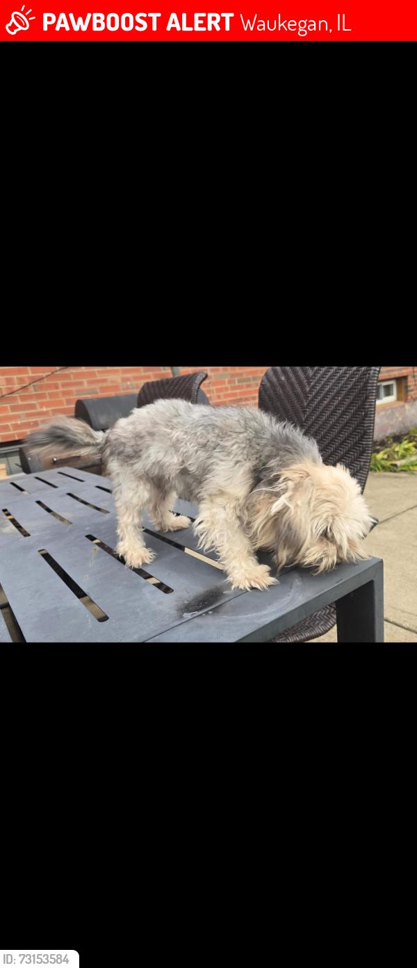 Lost Female Dog last seen Near Franklin street elementary school, Waukegan, IL 60085