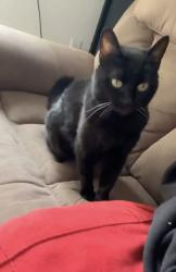 Reunited Female Cat last seen Crescent road, Surrey, BC V4P 2B2