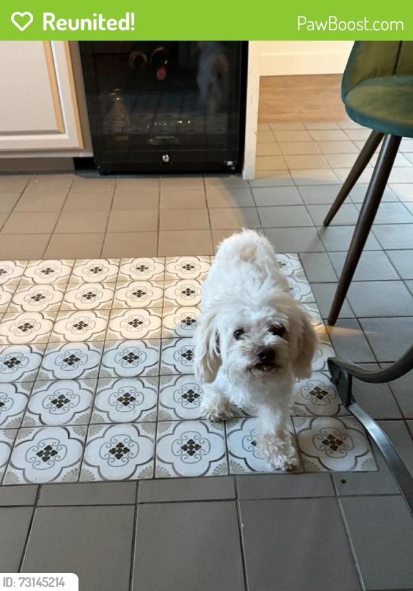 Reunited Female Dog last seen Flower, Fullerton, CA 92833