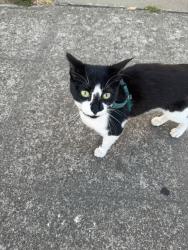 Found/Stray Unknown Cat last seen Beacon Hill Elementary School, Seattle, WA 98108