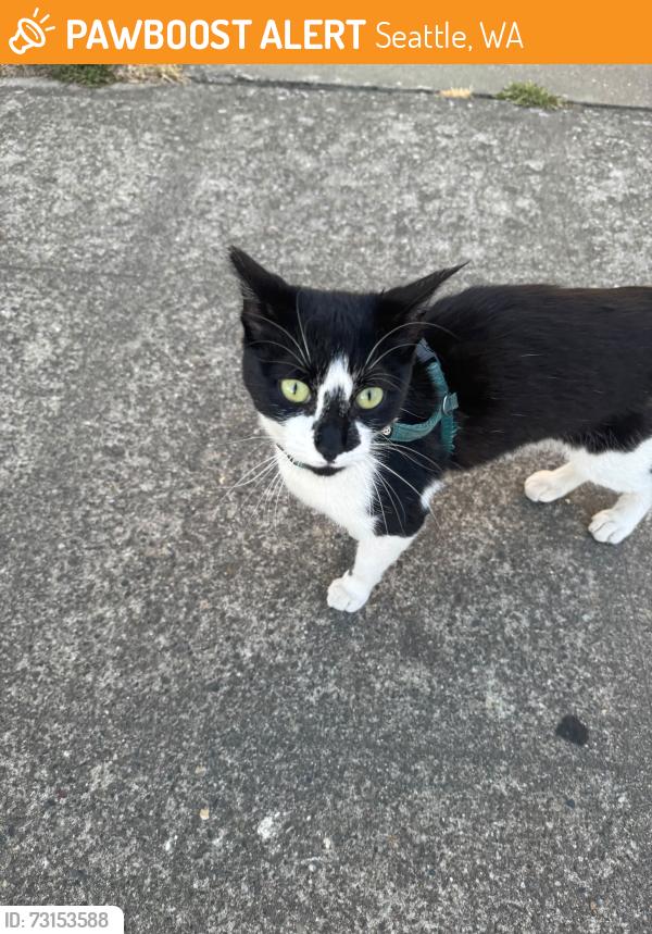 Found/Stray Unknown Cat last seen Beacon Hill Elementary School, Seattle, WA 98108
