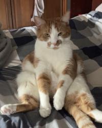 Lost Male Cat last seen Near, Myerstown, PA 17067