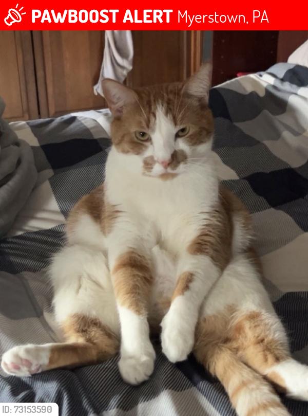 Lost Male Cat last seen Near, Myerstown, PA 17067
