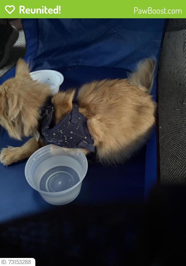 Reunited Unknown Cat last seen My yard! (Now in my sunroom), Ravenna, OH 44266