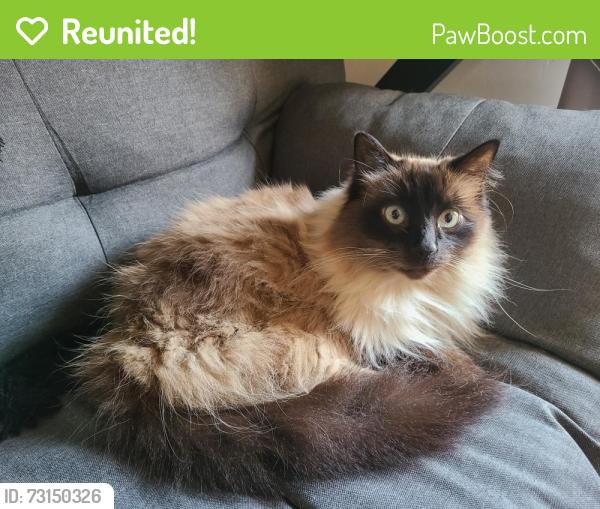 Reunited Female Cat last seen 10th and C Ave, Coronado, Coronado, CA 92118