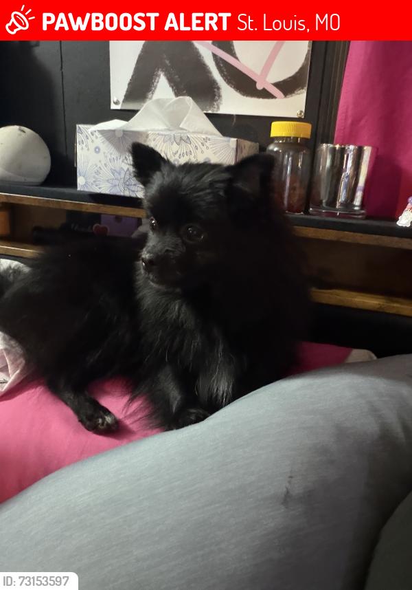 Lost Female Dog last seen Saline, St. Louis, MO 63123