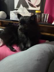 Lost Female Dog last seen Saline, St. Louis, MO 63123