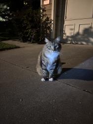 Reunited Unknown Cat last seen Horgan Ave, Redwood City, CA 94061, USA, Redwood City, CA 94061