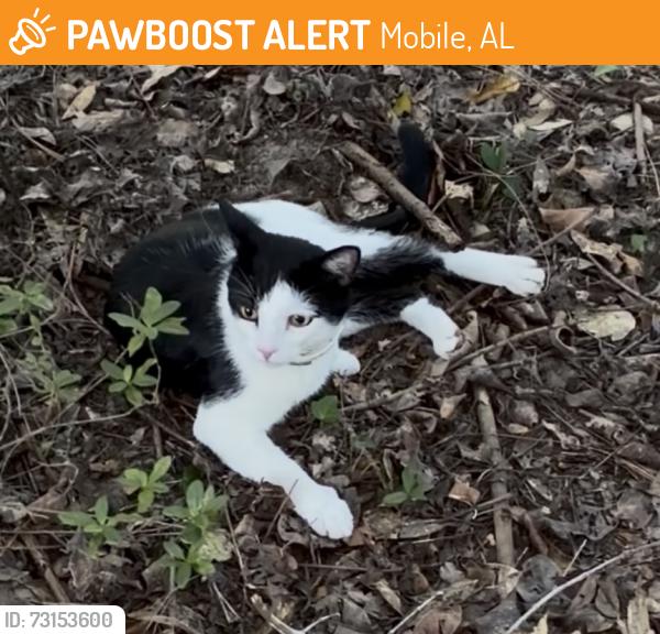 Found/Stray Male Cat last seen Leroy Stevens & Fordham Rd, Mobile, AL 36619