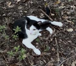 Found/Stray Male Cat last seen Leroy Stevens & Fordham Rd, Mobile, AL 36619