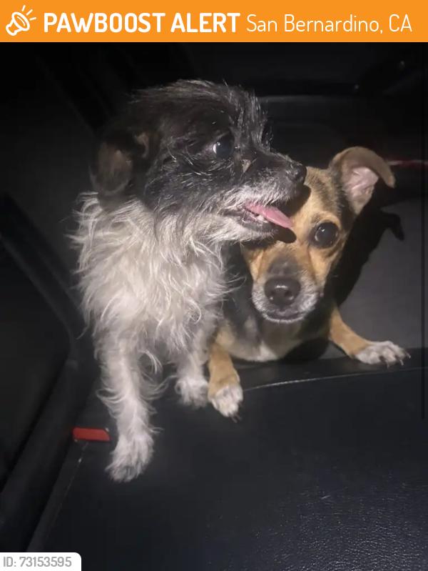 Found/Stray Unknown Dog last seen Lomita and Rockford, San Bernardino, CA 92346