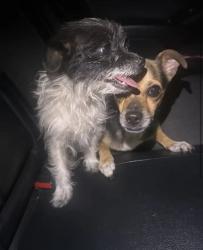 Found/Stray Unknown Dog last seen Lomita and Rockford, San Bernardino, CA 92346