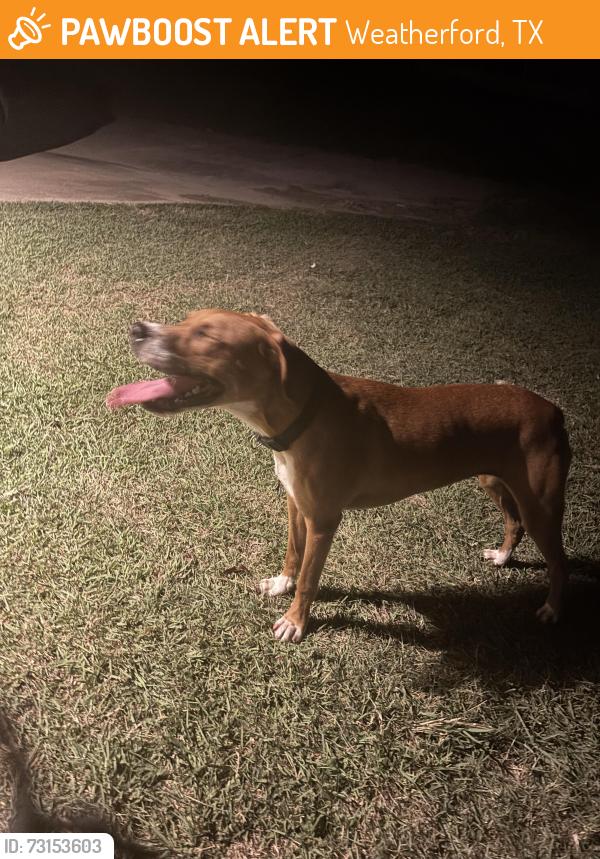 Found/Stray Male Dog last seen Foot hills and creek crossing Weatherford Hudson oaks, Weatherford, TX 76087